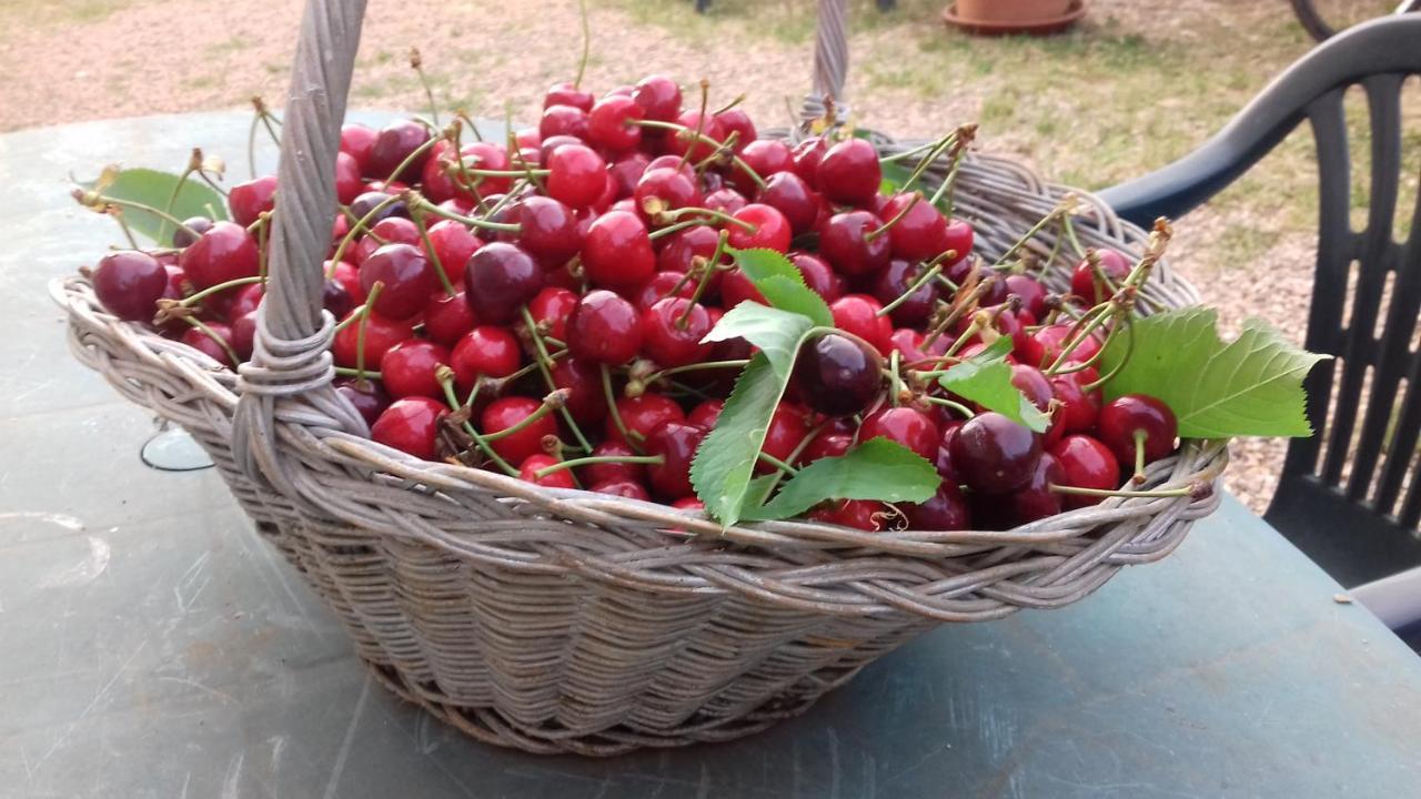 Podere Ficareto Farm Ancaiano Εξωτερικό φωτογραφία