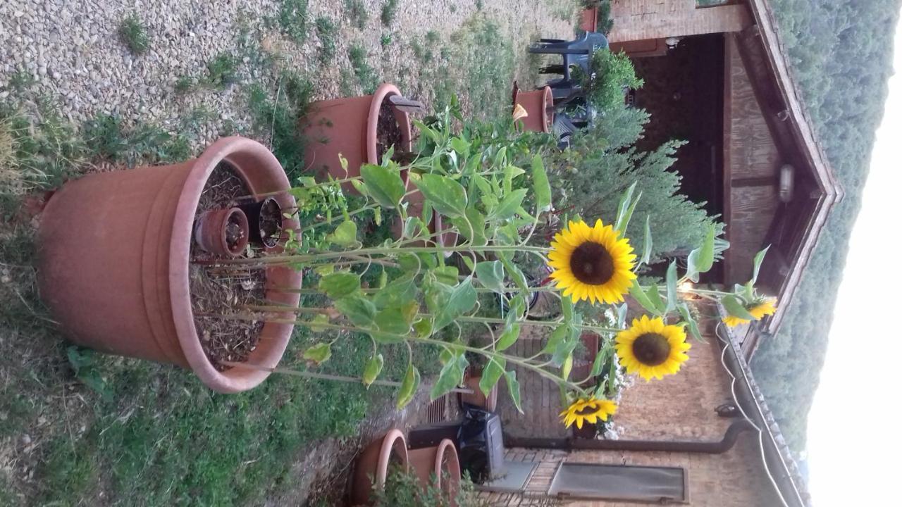 Podere Ficareto Farm Ancaiano Εξωτερικό φωτογραφία